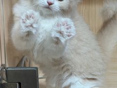 -爪爪喵星球·猫舍(卓悦中心店)