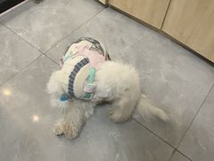 -半岛宠物医院24小时(西派城店)