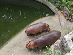 -深圳野生动物园
