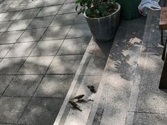-旧款宁波饭店(华敏世纪广场店)