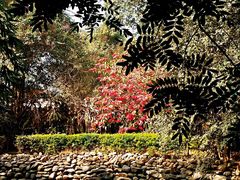 -瑞丽独树成林风景区