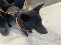 -伟伟宠物医院·CT影像中心·瑞派犬猫综合性门诊(汉口总院)