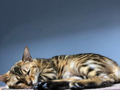 -Heymao猫咖.咖啡厅(东门店)