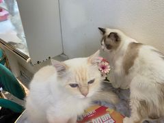 -喵喵咪呀布偶猫咖(春熙路店)