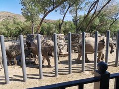 -新疆天山野生动物园