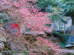 -杭州植物园