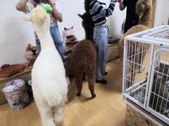 -猫色咖啡·猫咖