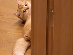 -欣宠猫屋·矮脚拿破仑·蓝金金渐层