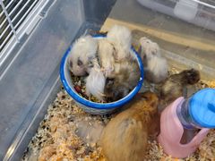 -萌兽医馆·眼科·异宠专科(三里屯店)