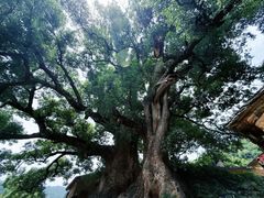 -杨家堂村