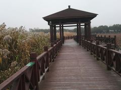 -荷塘月色湿地公园·向阳花洲