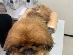 -美联众合动物医院·24h京西诊疗中心