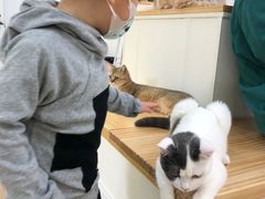 -李小姐の猫咖啡馆(五角场店)