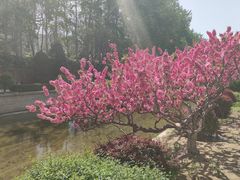 -海棠花溪(元大都城垣遗址公园)