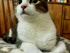 -艾吉宠物医院·疑难杂症转诊中心·猫友好(碧江路院)