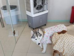 -怪兽屋·羊驼·猫咖·狗咖(俊华广场店)