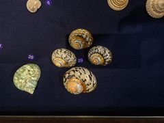 -青岛贝壳博物馆
