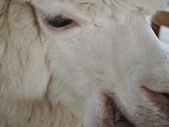 -海陵岛保利皇冠假日酒店·御公馆中餐厅 CANAL LNUA