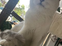 -平行世界·猫咖(首经贸店)