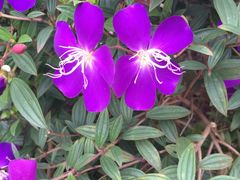 -松山湖梦幻百花洲