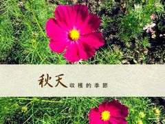 android_upload_pic-荷兰花海