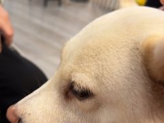 -柴迷FANS CLUB·柴犬狗咖·猫咖