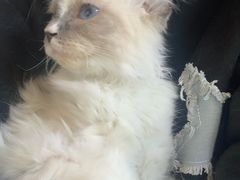 -福懋动物医院·犬猫全科·外科·重症科(杏林分院)