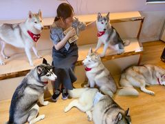 -Husky Go! 哈士奇体验馆·宠物咖啡厅狗咖