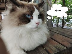 -喵屿·大理花园猫咖