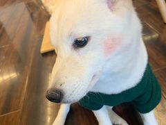 -豆柴町-柴犬主题狗咖(红鼎国际C座店)