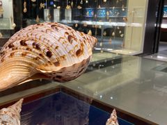 -青岛贝壳博物馆