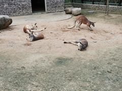 -上方山森林动物世界