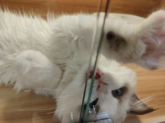 -猫十亿·布偶金渐层·曼基康矮脚猫舍(青年路店)