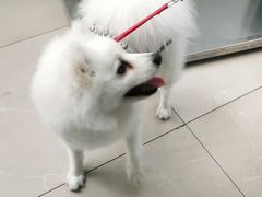 -爱侣宠医·鹦鹉专科·小型哺乳类·异宠专科(灵石路店)