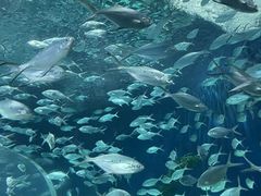 -上海海洋水族馆