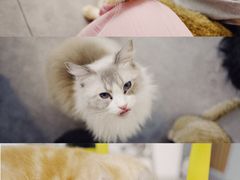 -猫房·猫吧·猫咖(龙湖时代汇店)