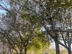 -高东镇樱花园