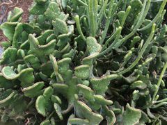 -南通洲际绿博园