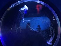 -太平洋海底世界