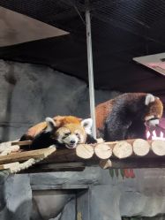 -Zoolung Zoolung动物主题公园(海信广场店)