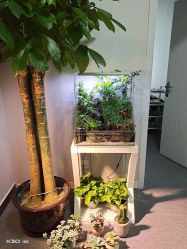 -苗塑堂减肥·艾灸