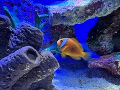 -上海海洋水族馆