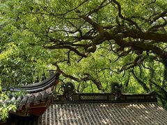 -普陀山风景名胜区-法雨禅寺