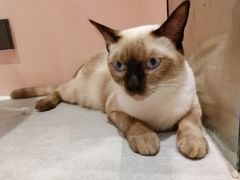 -猫儿山۰猫主题餐厅