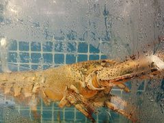 -申阿婆·上海菜·小海鲜(国展店)