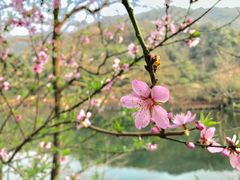 -桃花岭景区