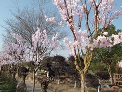-武汉紫薇都市田园