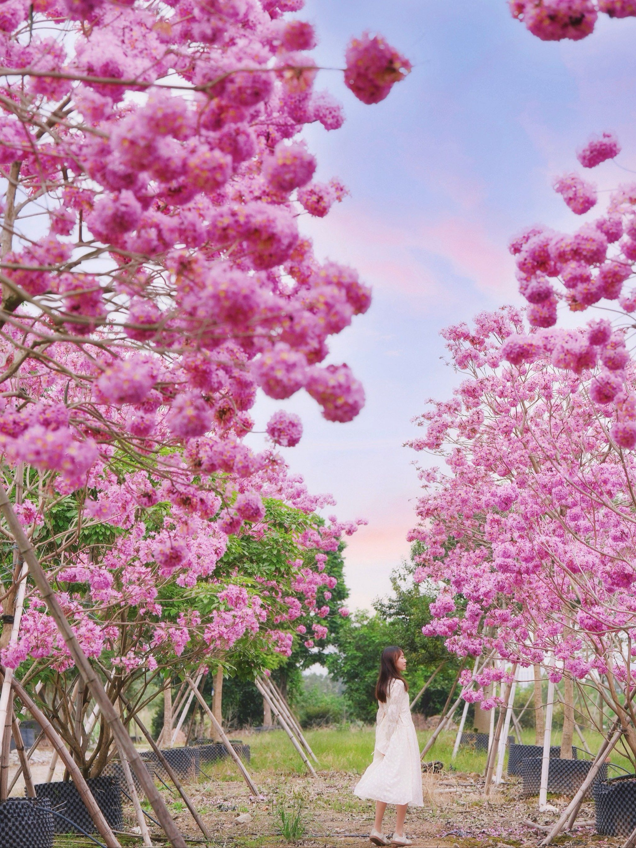 报7515番禺紫花风铃木花海盛开啦94地铁直达7515拍照冲92
