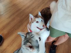 -Husky Go! 哈士奇体验馆·宠物咖啡厅狗咖