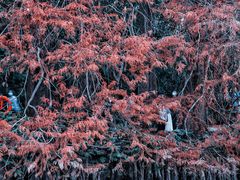 -深圳市中科院仙湖植物园